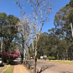 Campus da Universidade de Passo Fundo. Ampla área verde muito utilizada pela comunidade como parque urbano, porém ainda carente de intervenções que transforme a área efetivamente em um parque. A Instituição já possui projeto urbanístico para essa ação porém não conseguiu captar recursos financeiros para sua implantação. Image © Ana Paula Wickert